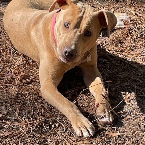 Stephie, a Adoptable mixed breed in Irmo, SC image 2/3