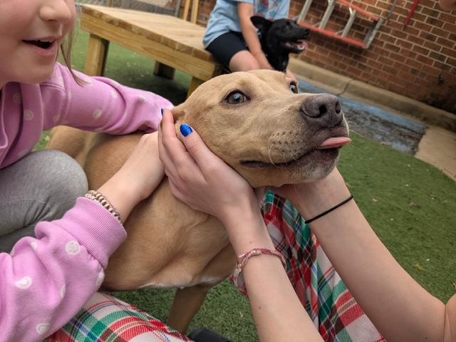 Stephie, a Adoptable mixed breed in Irmo, SC image 3/3