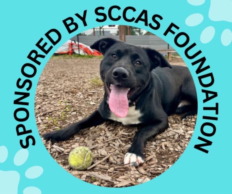 VINNY*, Adoptable, Young Male Pit Bull Terrier & Border Collie.