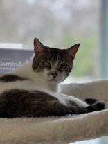 Enlarge Dottie, an adopted mixed breed in Boerne, TX image 1/3