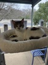 Enlarge Dottie, an adopted mixed breed in Boerne, TX image 2/3