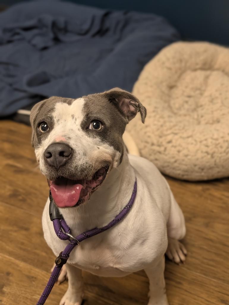 Darla, Adoptable, Adult Female Mixed Breed.