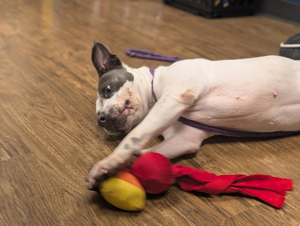 Darla, a Adoptable mixed breed in Greenfield, IN image 2/6