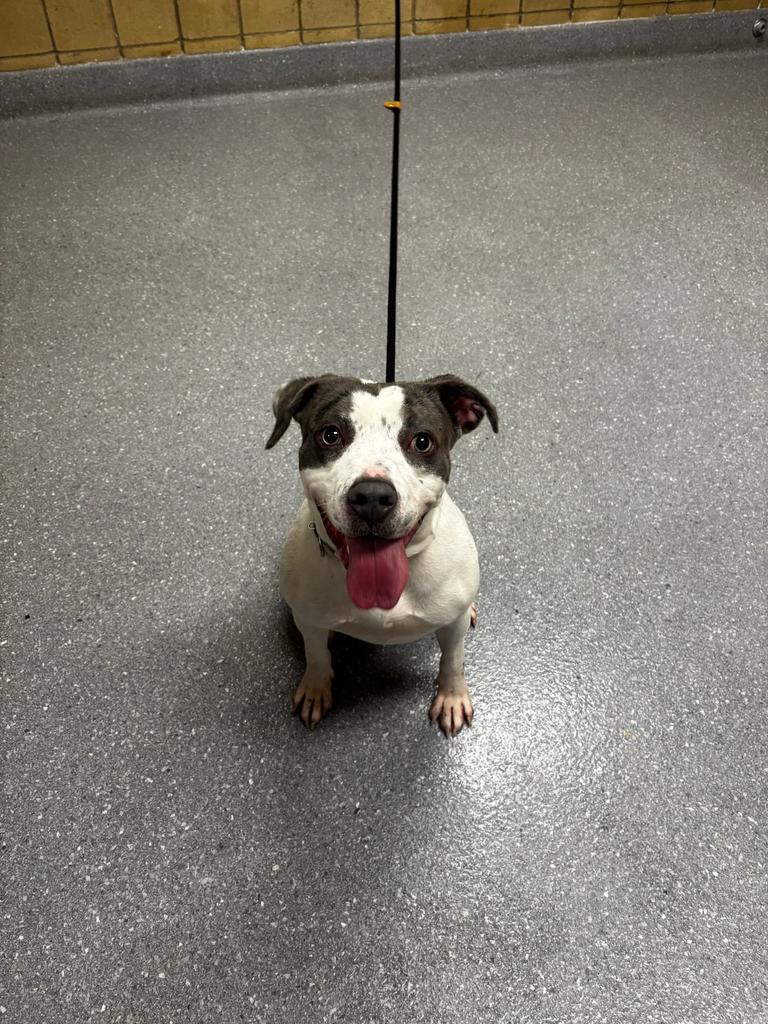 Darla, Adoptable, Adult Female Pit Bull Terrier & Mixed Breed.