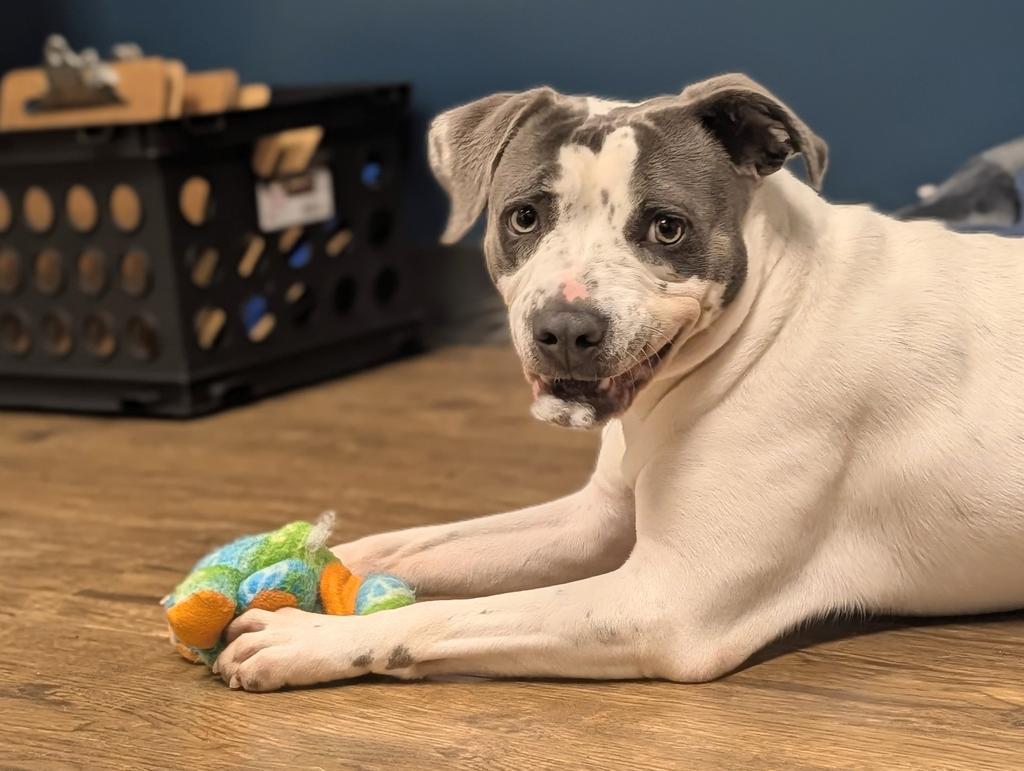 Darla, a Adoptable mixed breed in Greenfield, IN image 4/6