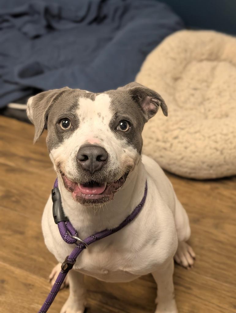 Darla, a Adoptable mixed breed in Greenfield, IN image 5/6
