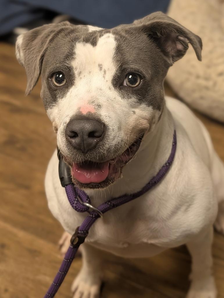 Darla, a Adoptable mixed breed in Greenfield, IN image 6/6