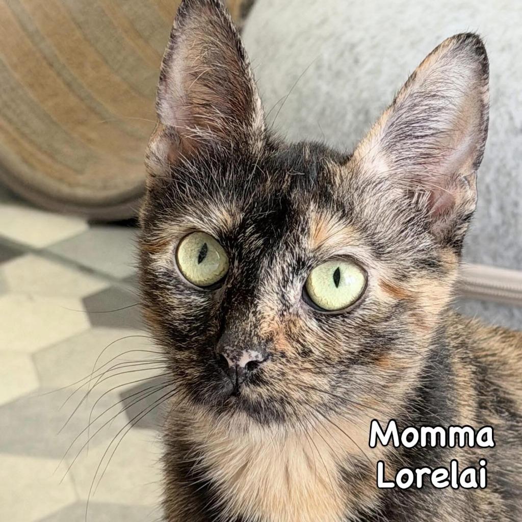 Enlarge Lorelai, a Adoptable mixed breed in Mineral, VA image 1/1