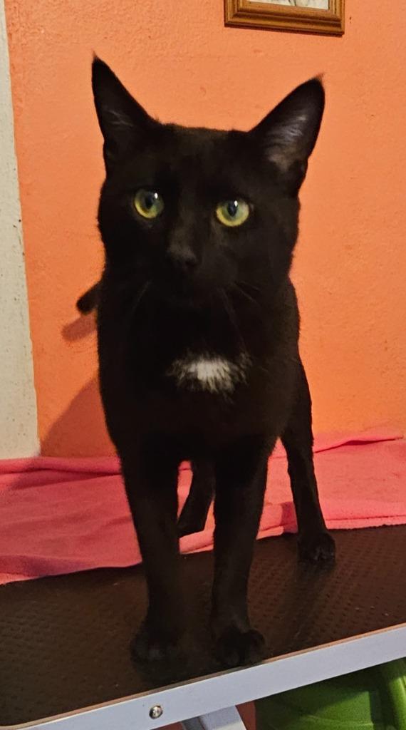 Enlarge BEAR, a Adopted mixed breed in Marianna, FL image 1/1
