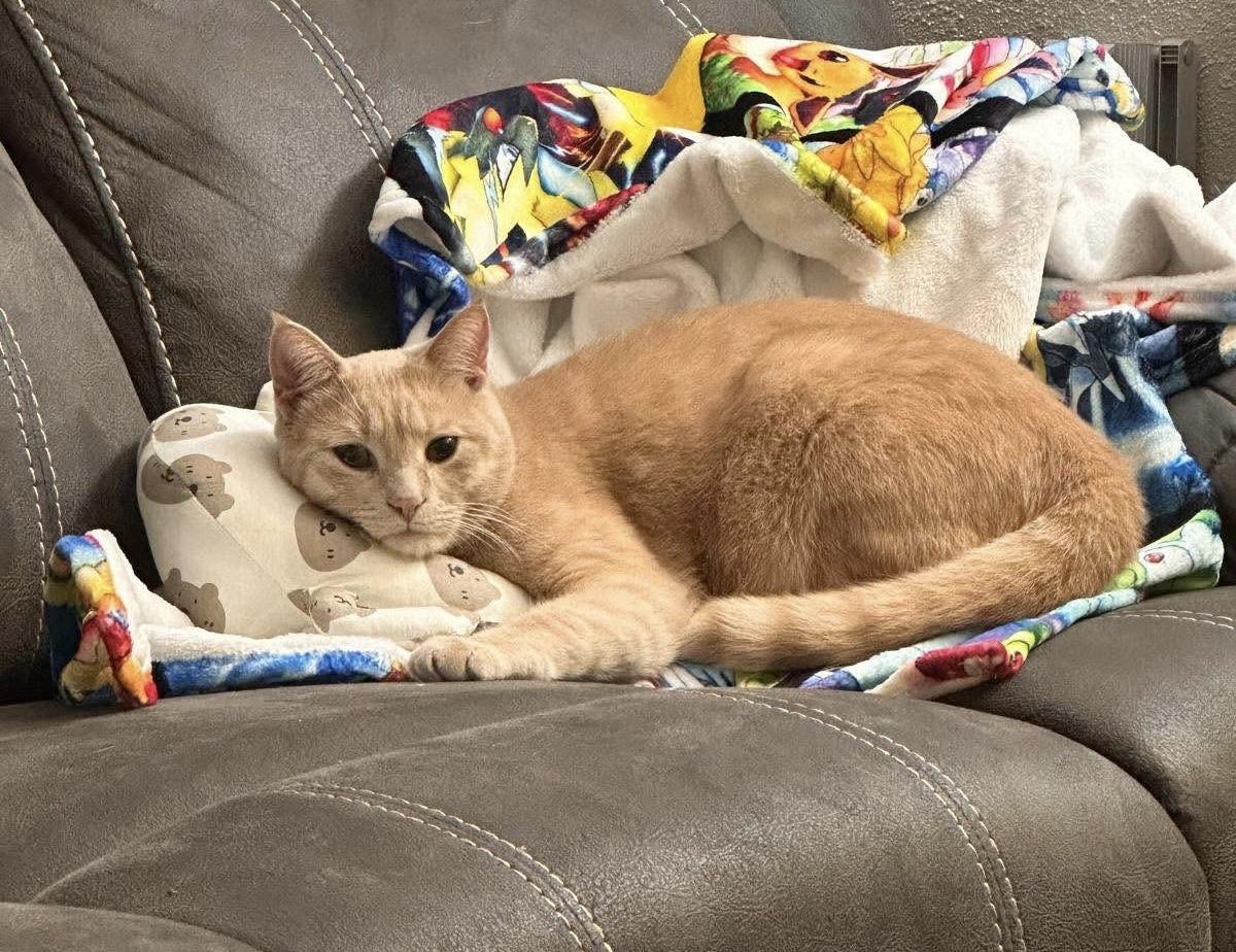 Bagel