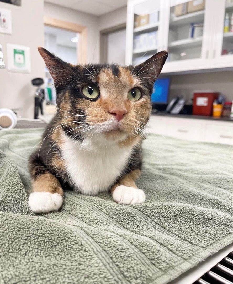 Momma Cat, Adopted, Adult Female Calico.