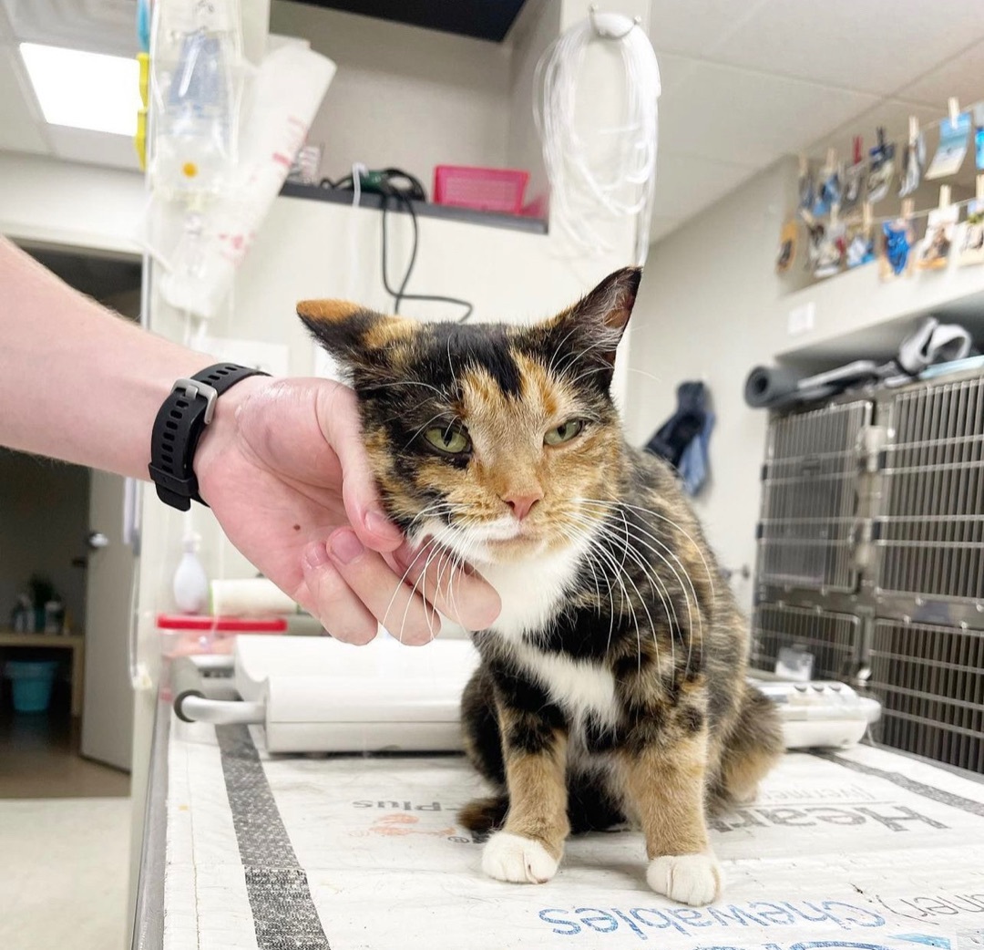 Enlarge Momma Cat, a Adopted Calico in Philadelphia, PA image 2/6