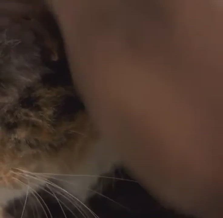 Enlarge Momma Cat, a Adopted Calico in Philadelphia, PA video 6/6