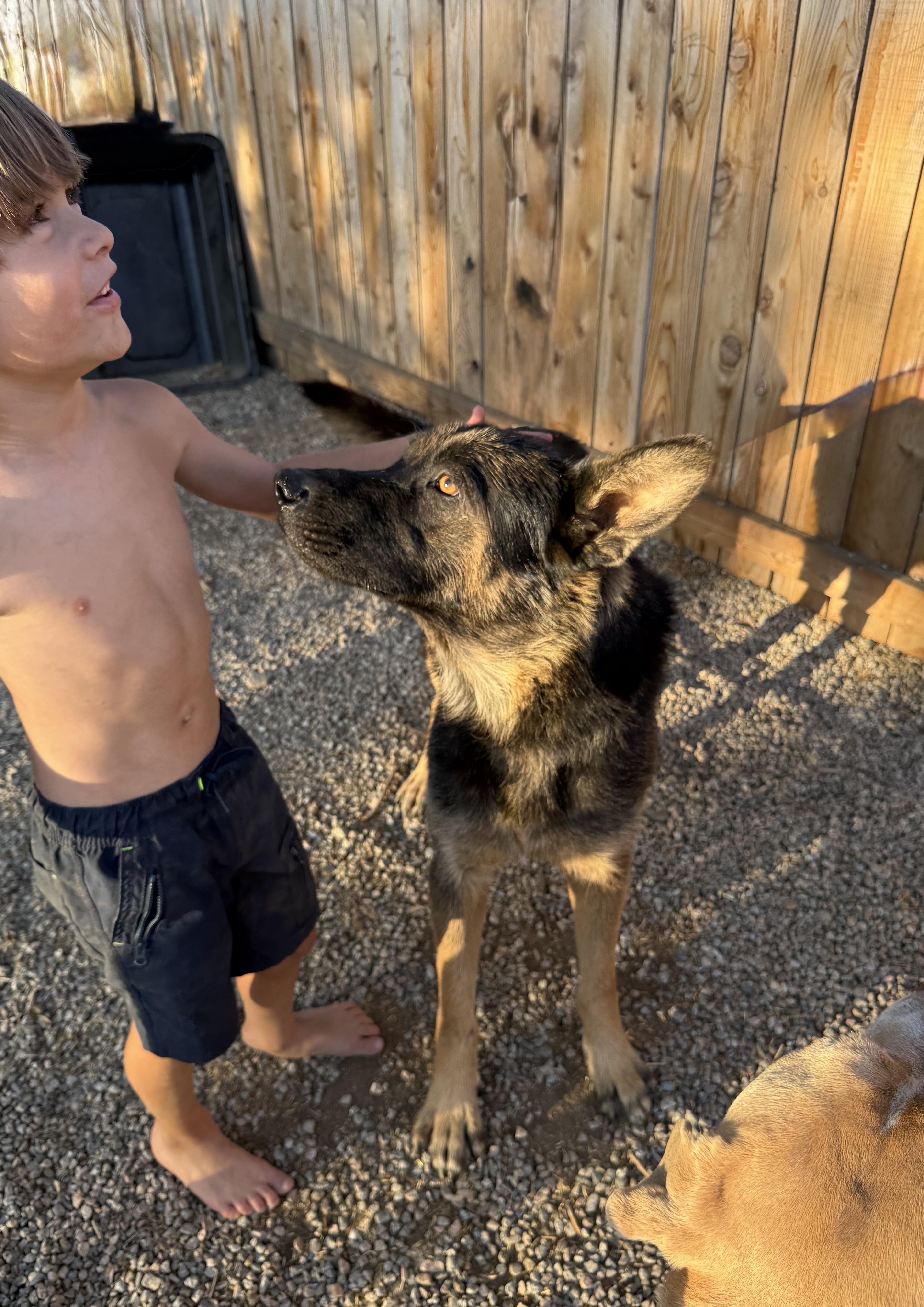 Enlarge JACK, a ADOPTABLE German Shepherd Dog in Portland , OR image 3/6