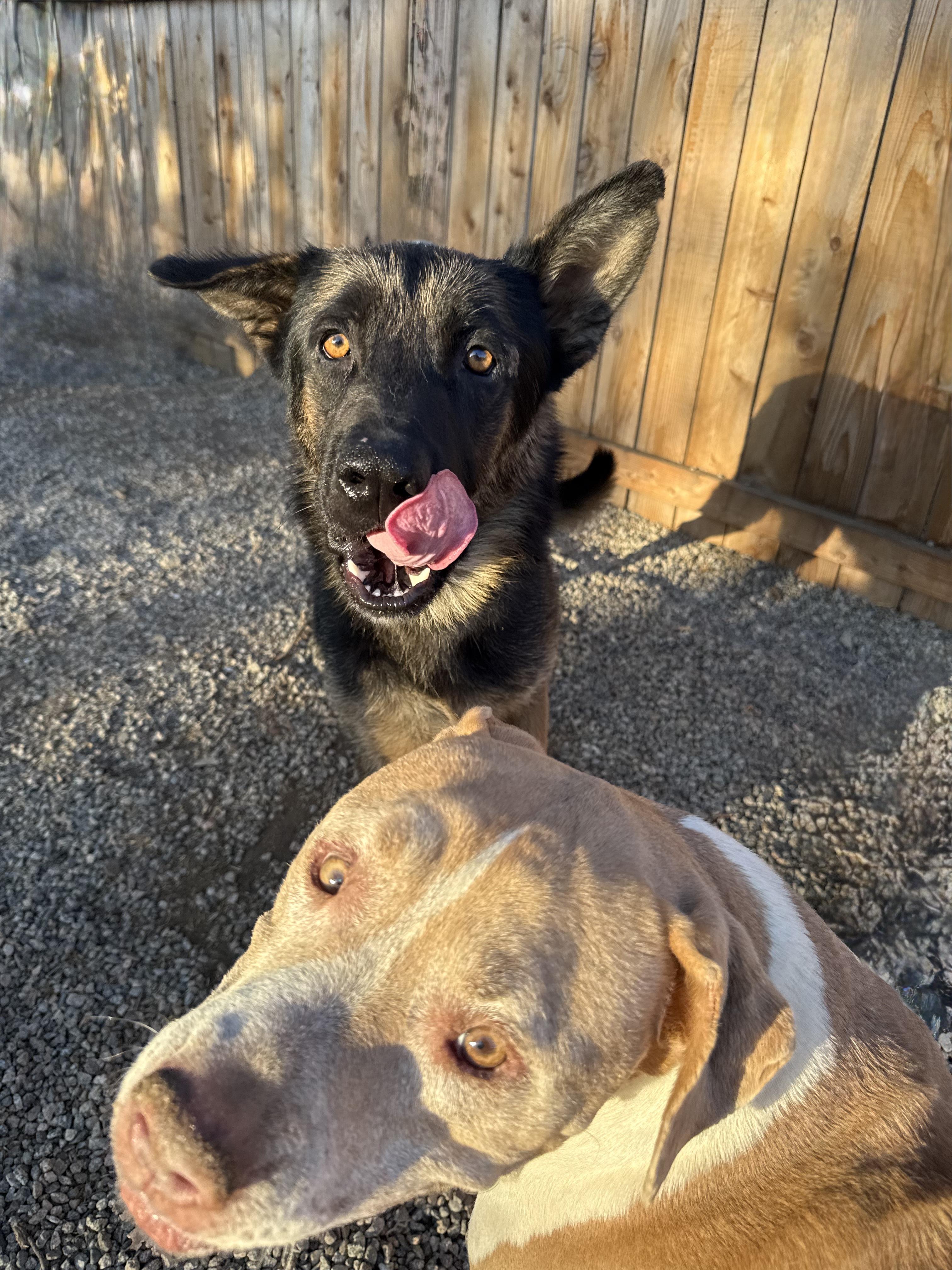 Enlarge JACK, a ADOPTABLE German Shepherd Dog in Portland , OR image 6/6