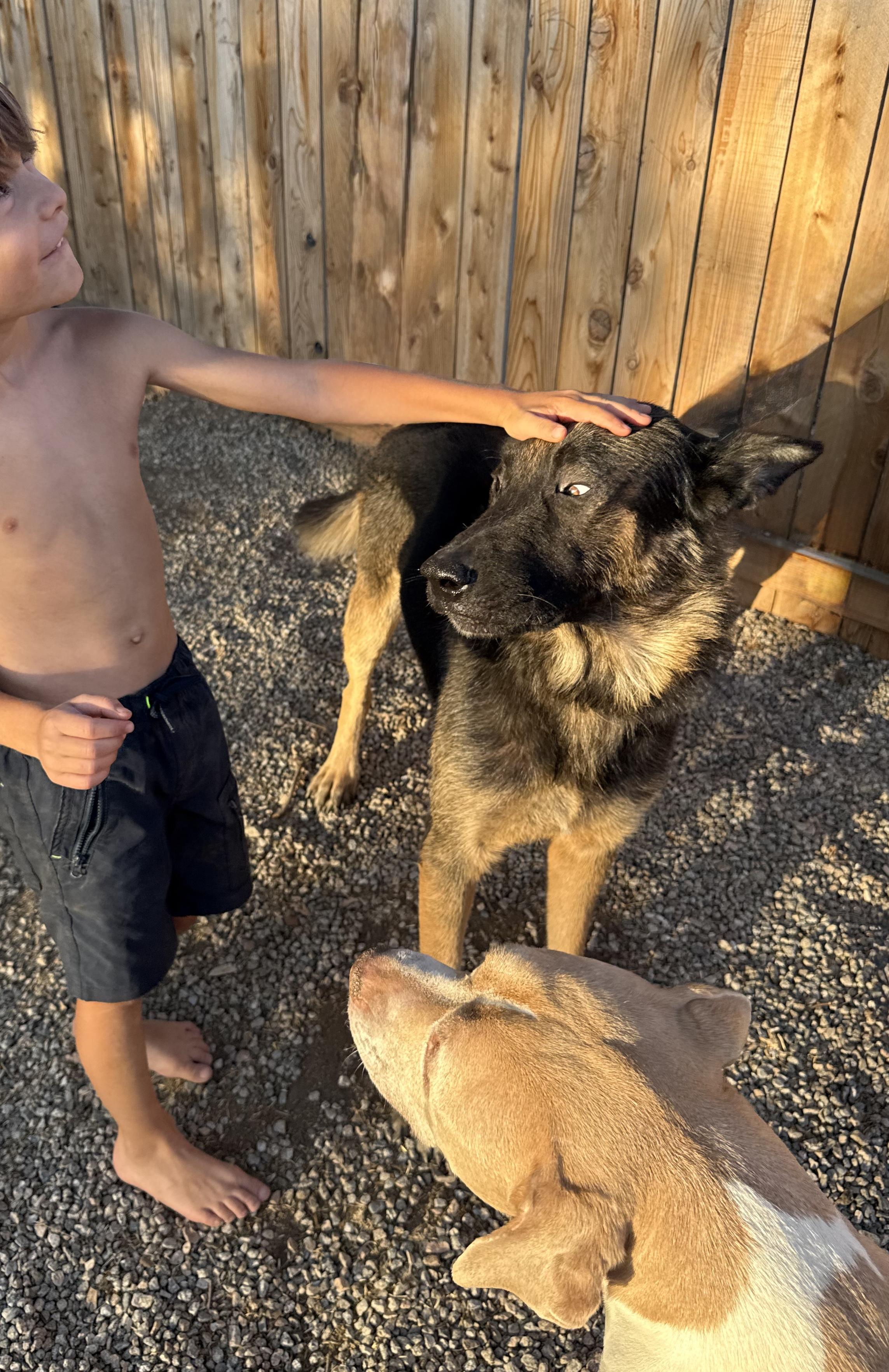Enlarge JACK, a ADOPTABLE German Shepherd Dog in Portland , OR image 5/6