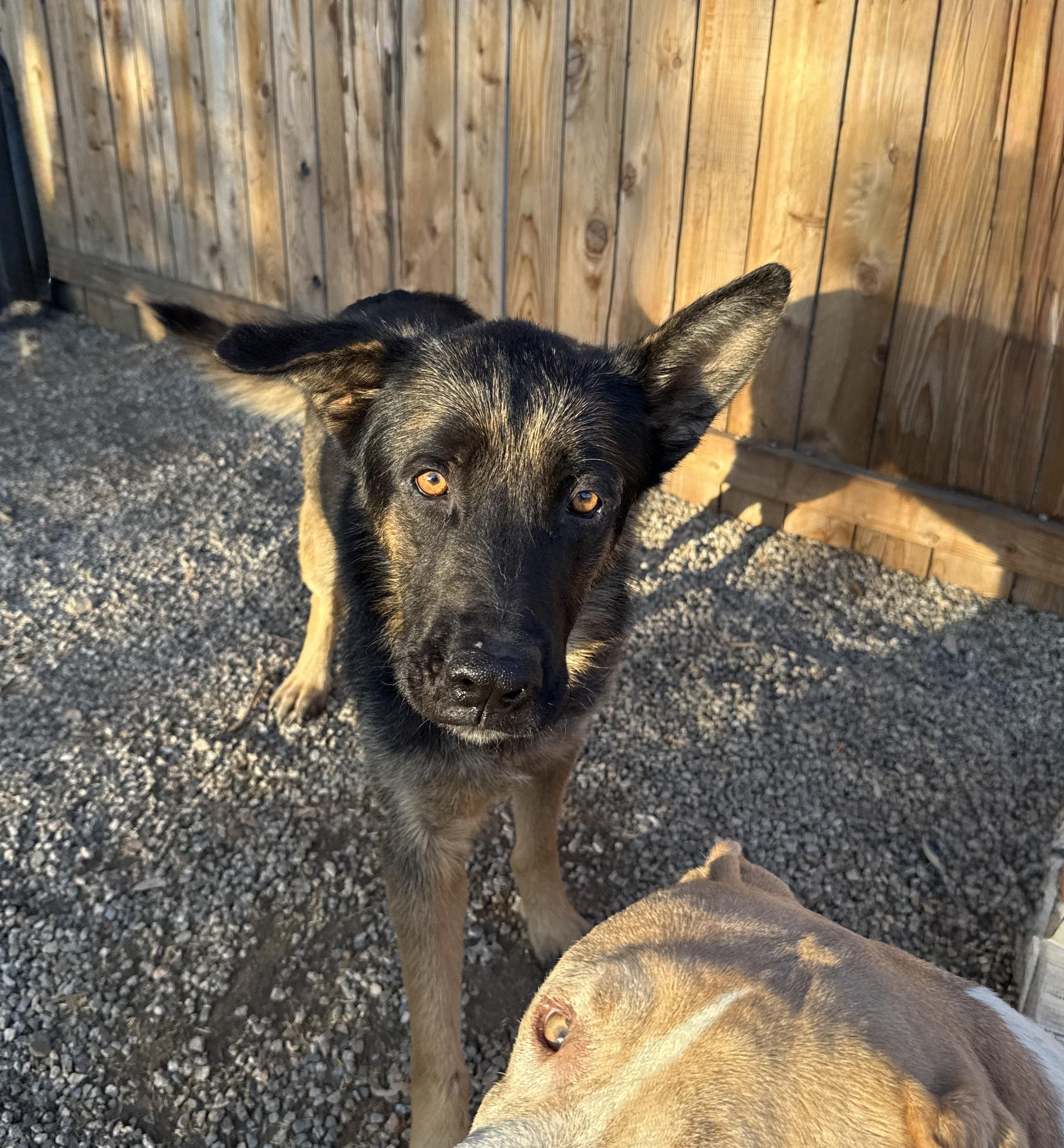 Enlarge JACK, a ADOPTABLE German Shepherd Dog in Portland , OR image 2/6