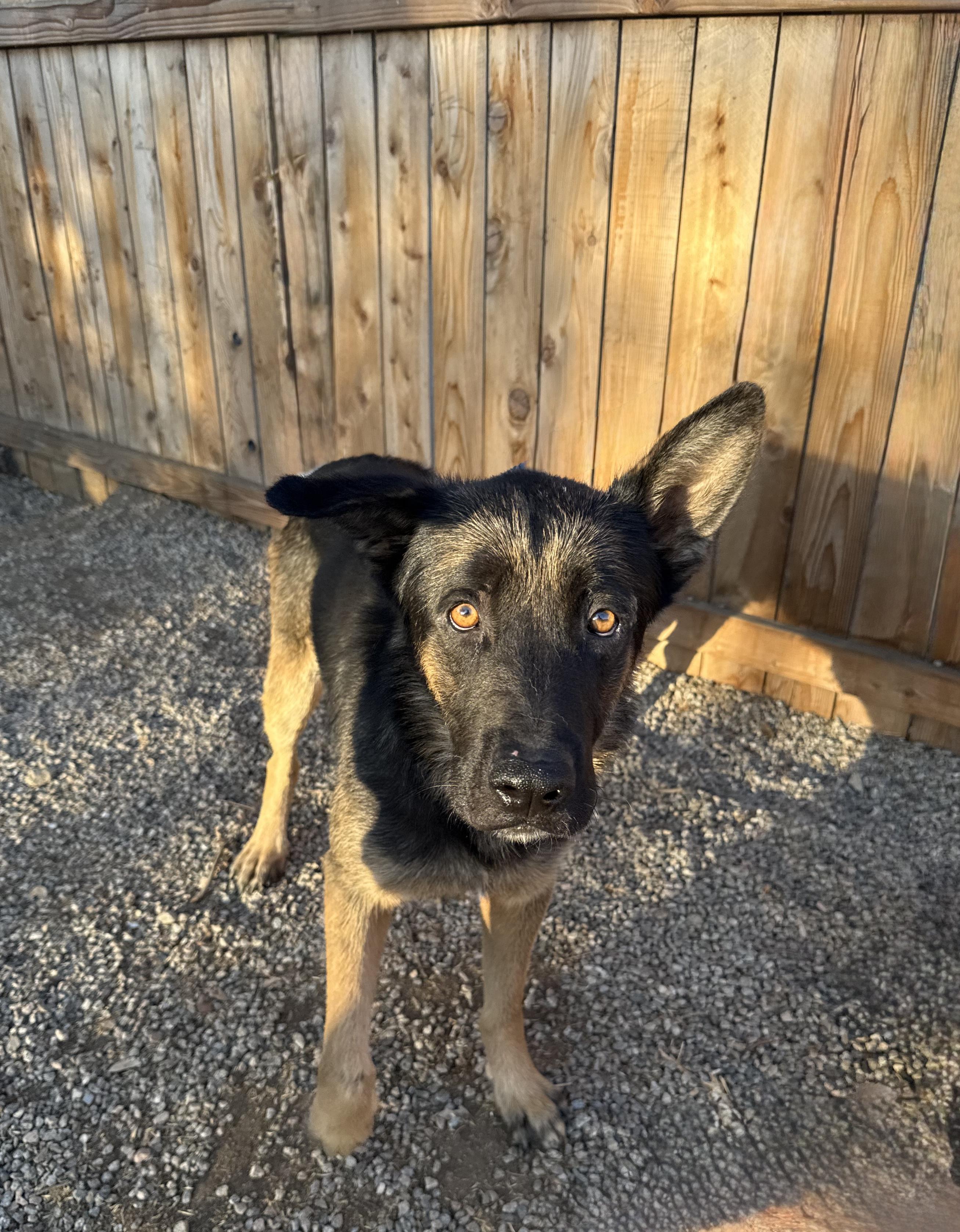 Enlarge JACK, a ADOPTABLE German Shepherd Dog in Portland , OR image 4/6