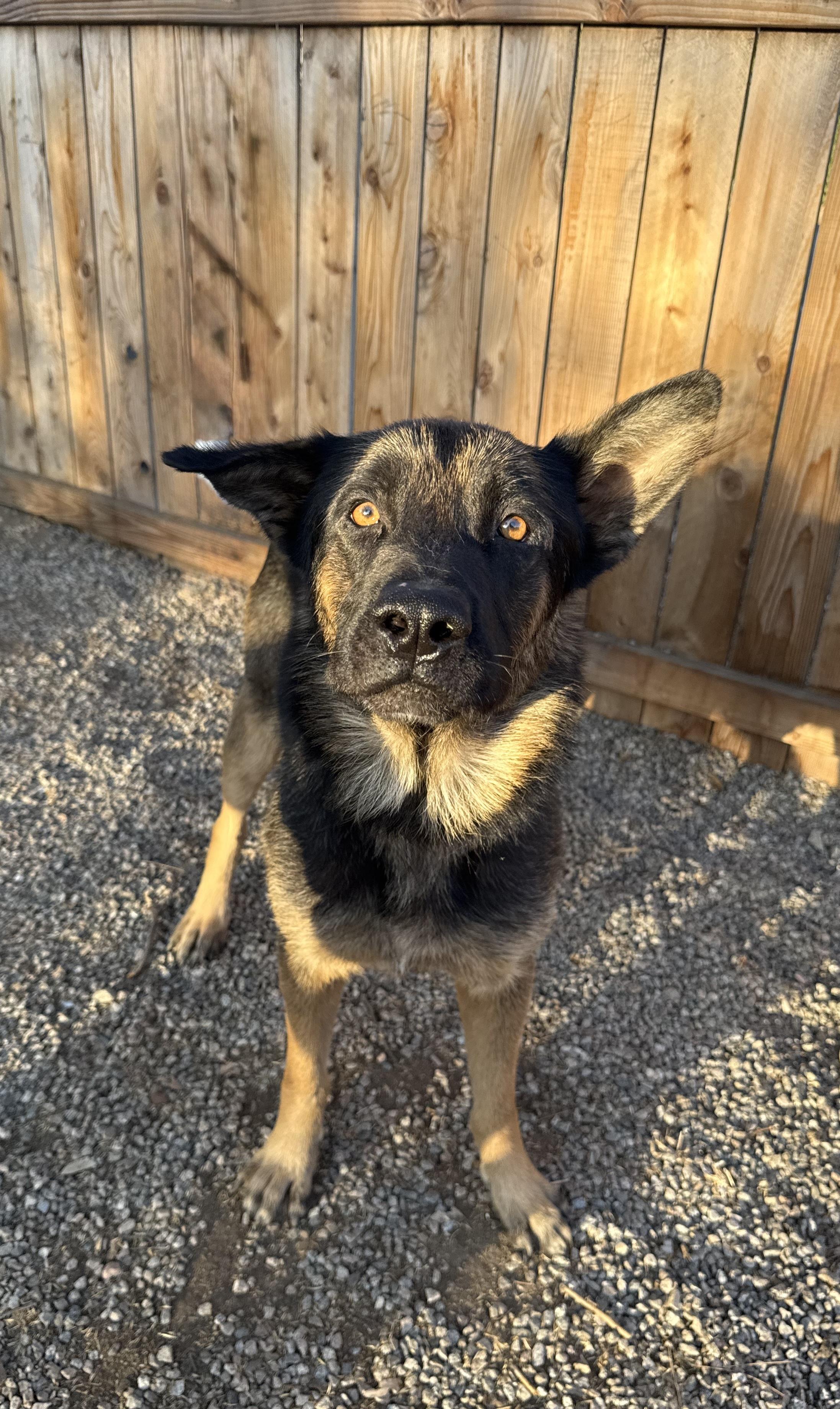 JACK, ADOPTABLE, Young Male German Shepherd Dog.