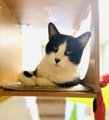 Whisper, an adoptable Domestic Short Hair in Skowhegan, ME_image-1