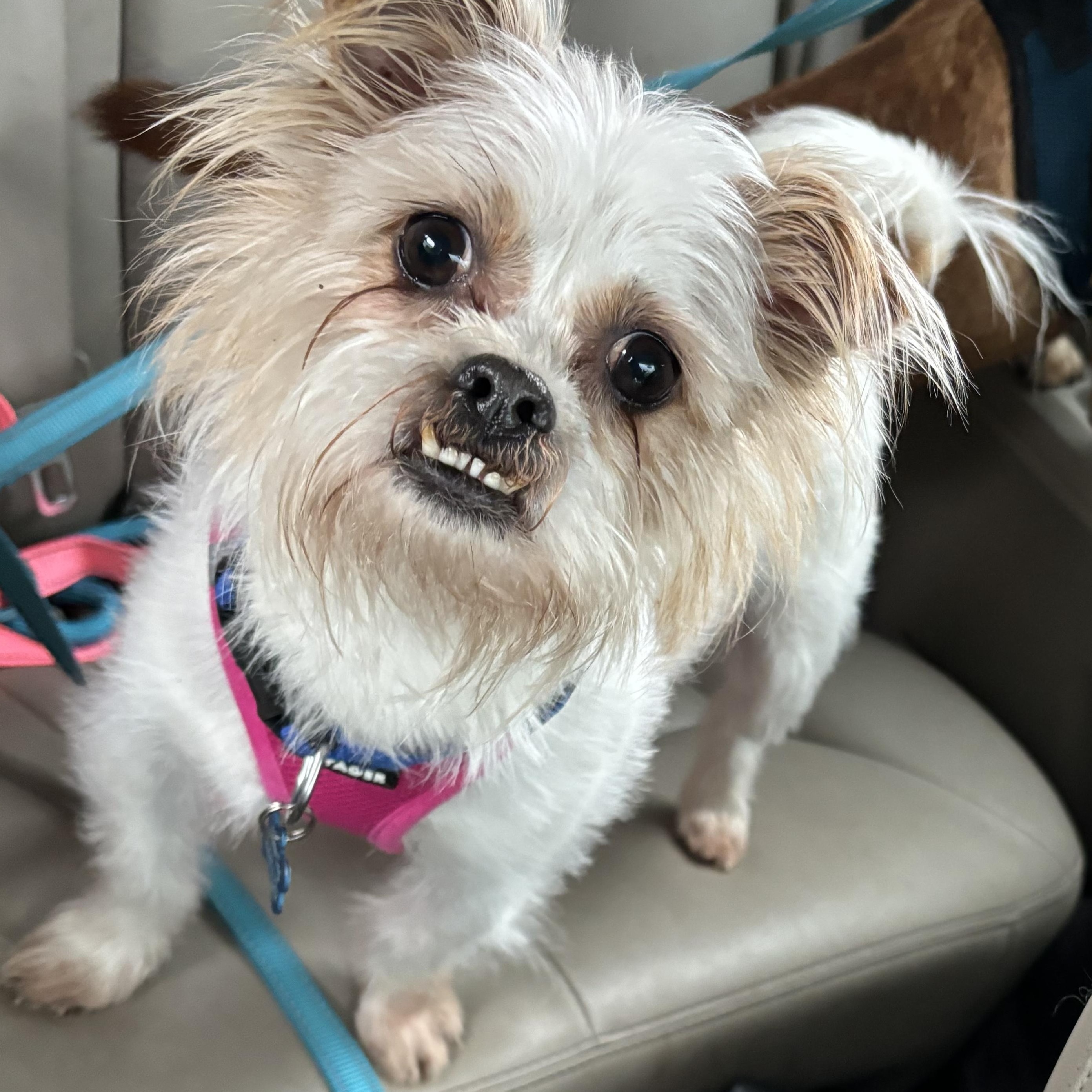 Bandit, a Adoptable mixed breed in Garland, TX image 1/5