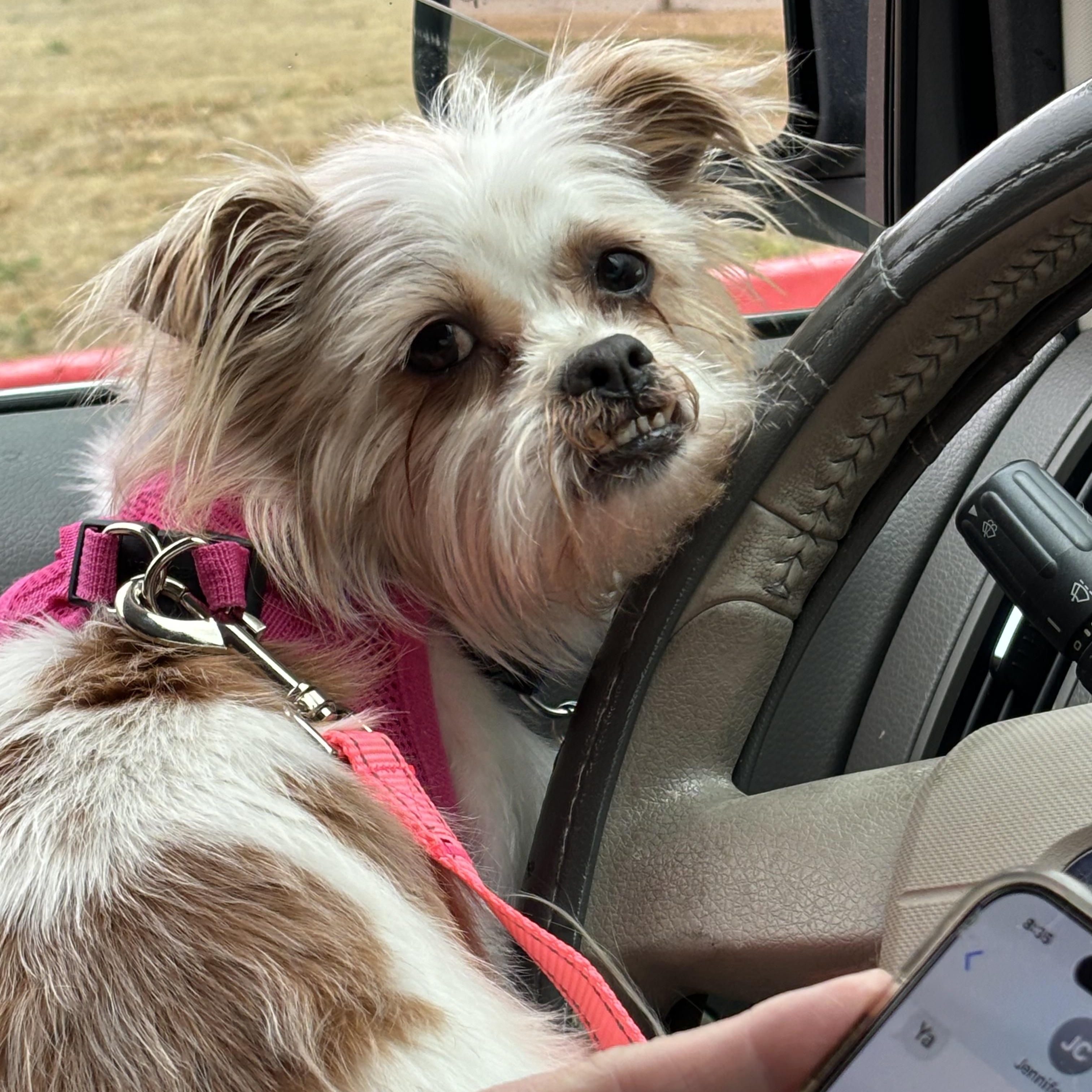 Bandit, a Adoptable mixed breed in Garland, TX image 2/5