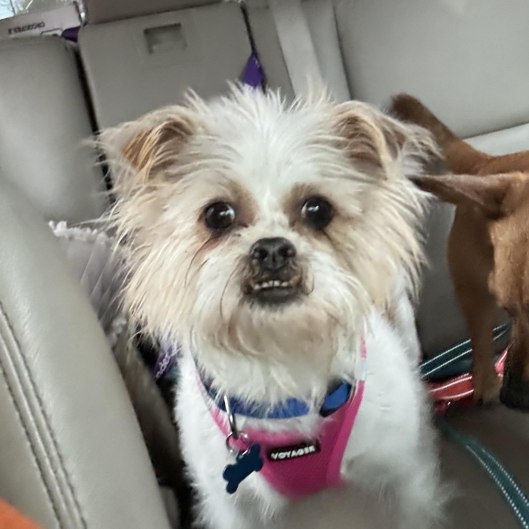 Bandit, Adoptable, Adult Male Shih Tzu & Chihuahua.