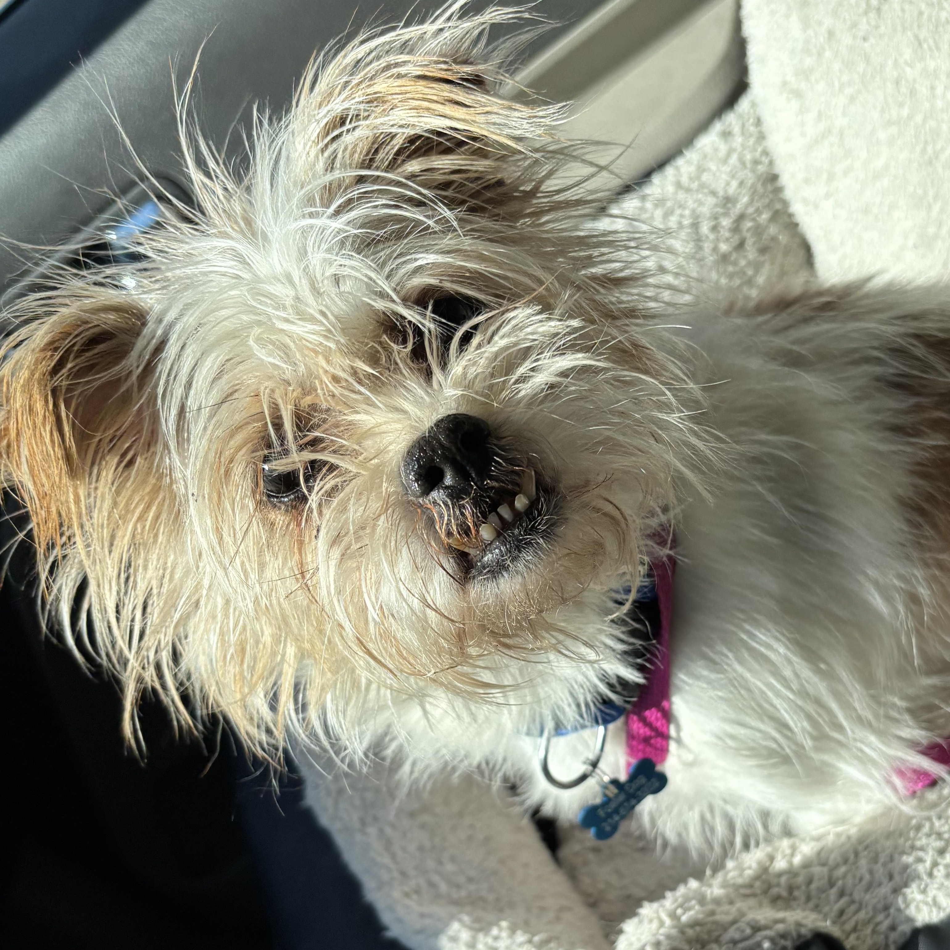 Bandit, a Adoptable mixed breed in Garland, TX image 4/5