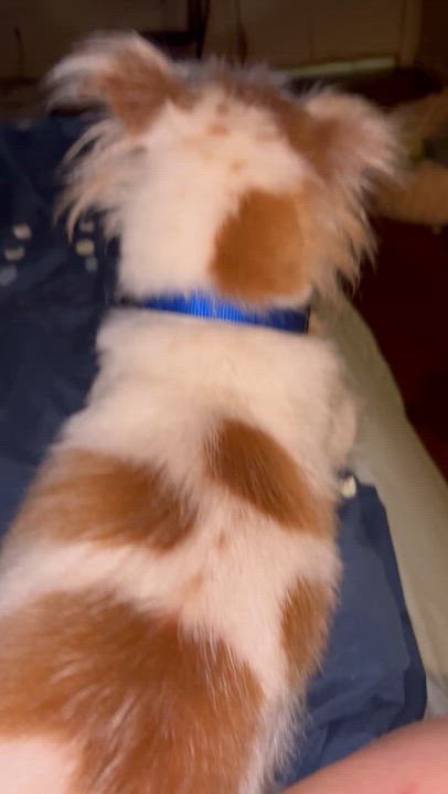 Enlarge Bandit, a Adoptable mixed breed in Garland, TX video 5/5