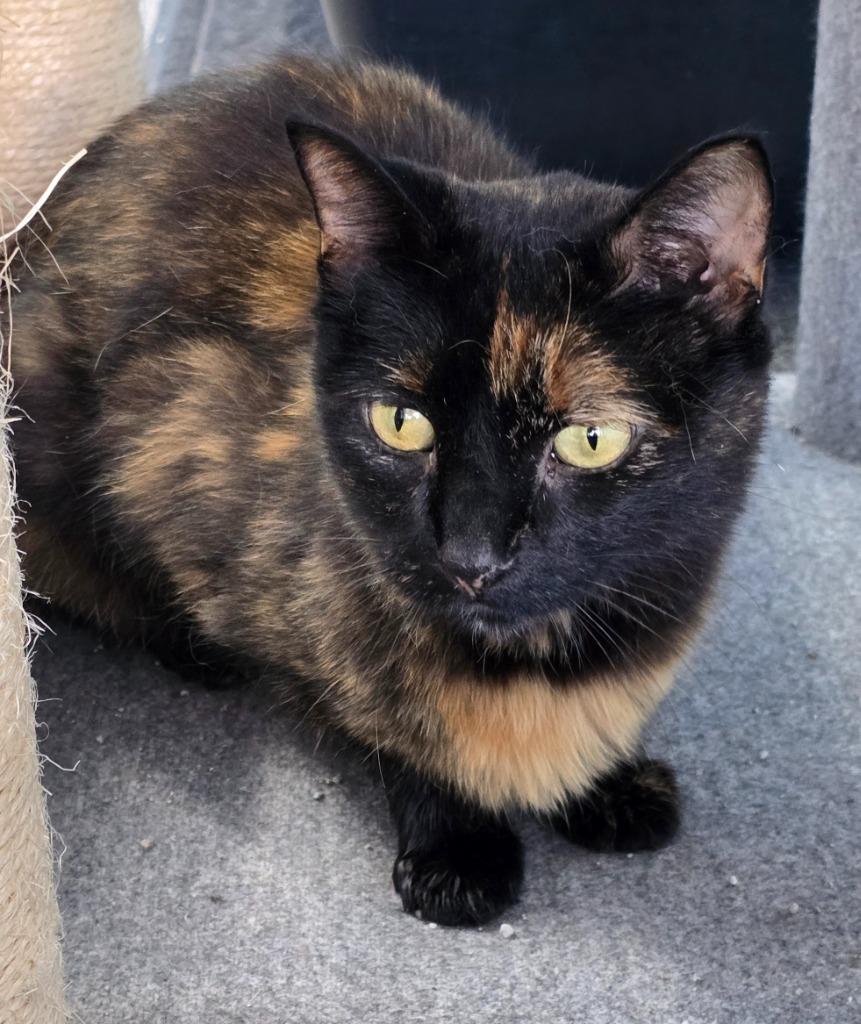 Amelia, Adoptable, Adult Female Domestic Short Hair.