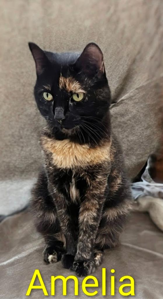 Enlarge Amelia, a Adoptable mixed breed in Leonardtown, MD image 1/2