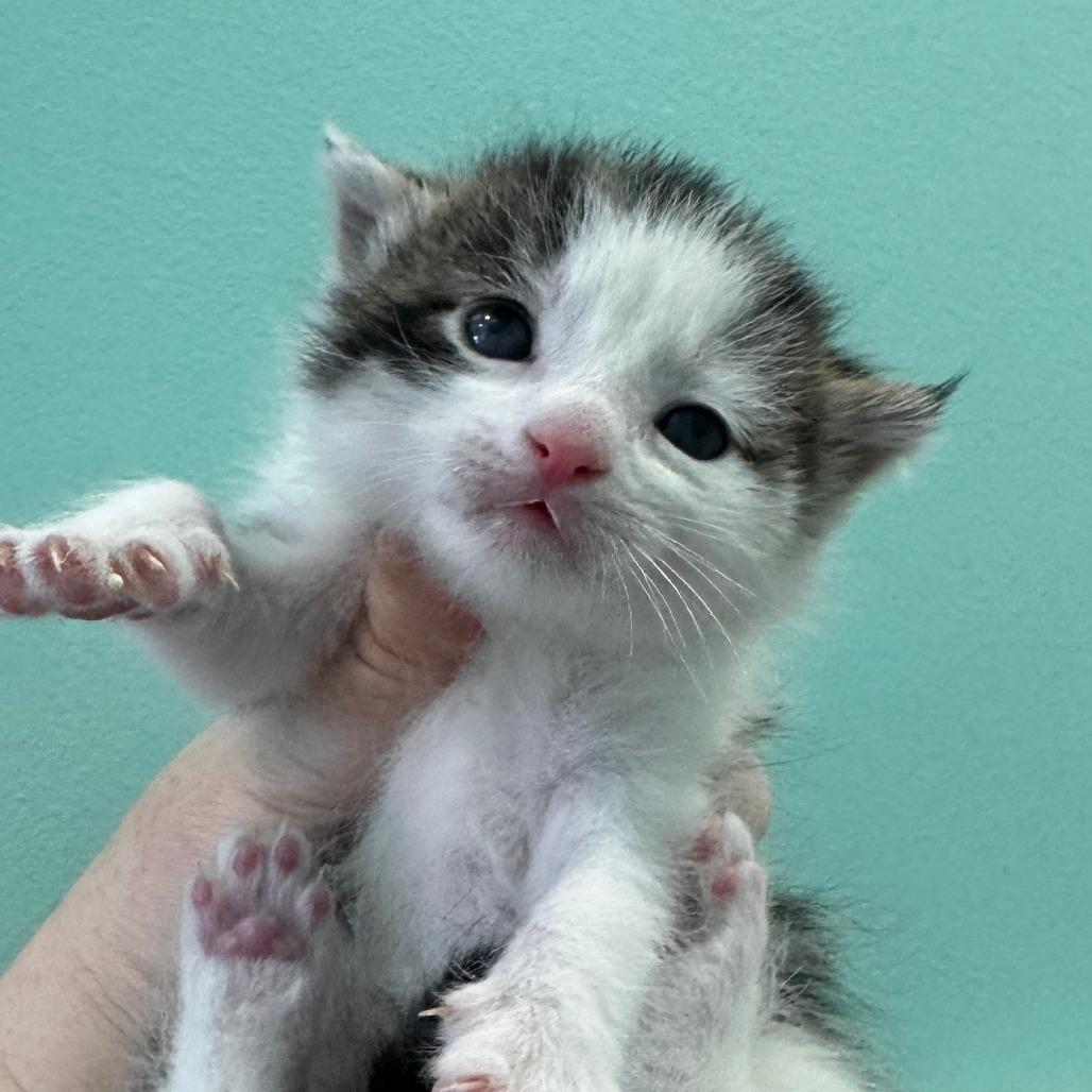 Primer, a Adoptable Domestic Short Hair in Marion, VA image 1/5