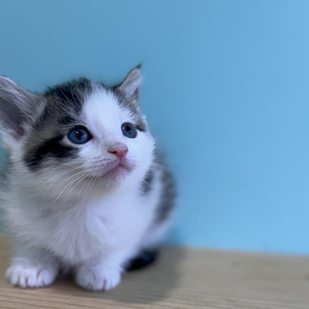 Primer, a Adoptable Domestic Short Hair in Marion, VA image 2/5