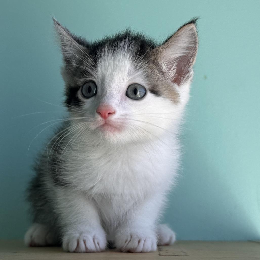 Primer, a Adoptable Domestic Short Hair in Marion, VA image 3/5