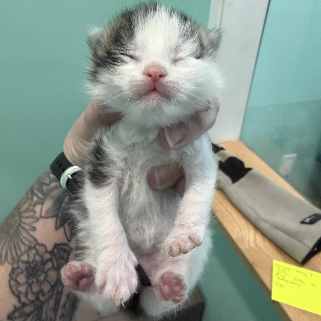 Primer, a Adoptable Domestic Short Hair in Marion, VA image 5/5