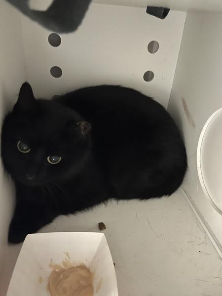 Ocho, Adoptable, Young Female Domestic Short Hair.