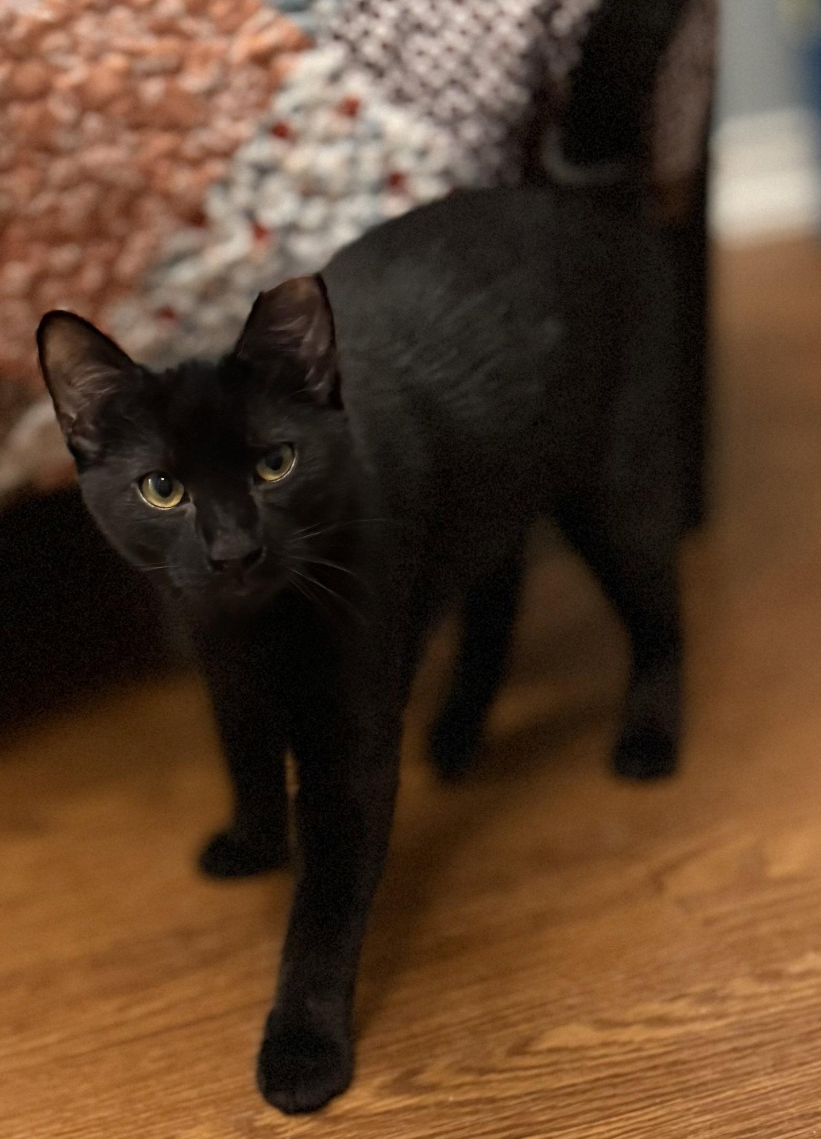 Enlarge Milo, a Adoptable American Shorthair in Bolivia, NC image 1/1