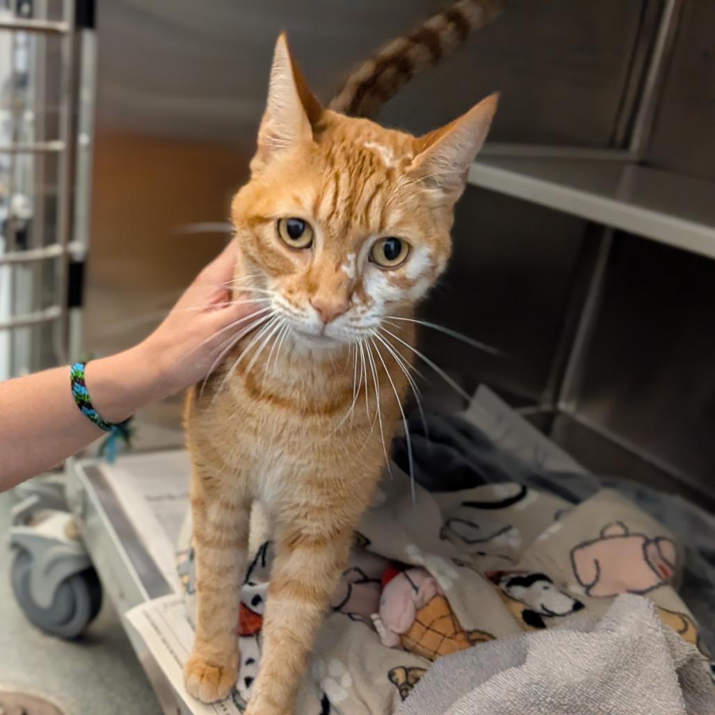 Enlarge Nimbus, a Adoptable Domestic Short Hair in Pittsburgh, PA image 1/5