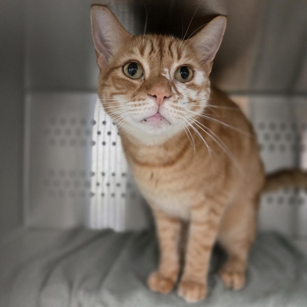 Enlarge Nimbus, a Adoptable Domestic Short Hair in Pittsburgh, PA image 2/5