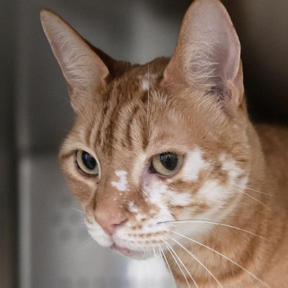 Enlarge Nimbus, a Adoptable Domestic Short Hair in Pittsburgh, PA image 3/5