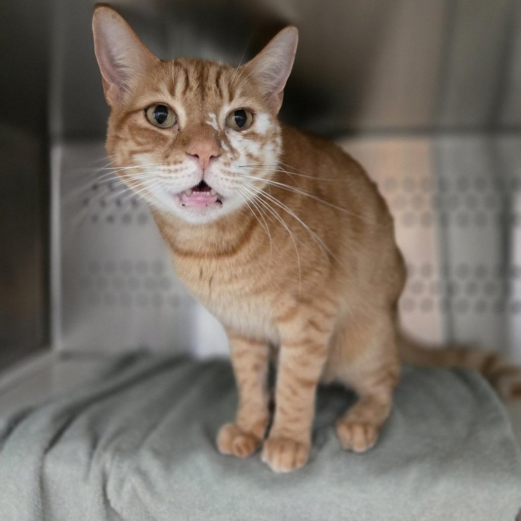 Enlarge Nimbus, a Adoptable Domestic Short Hair in Pittsburgh, PA image 4/5