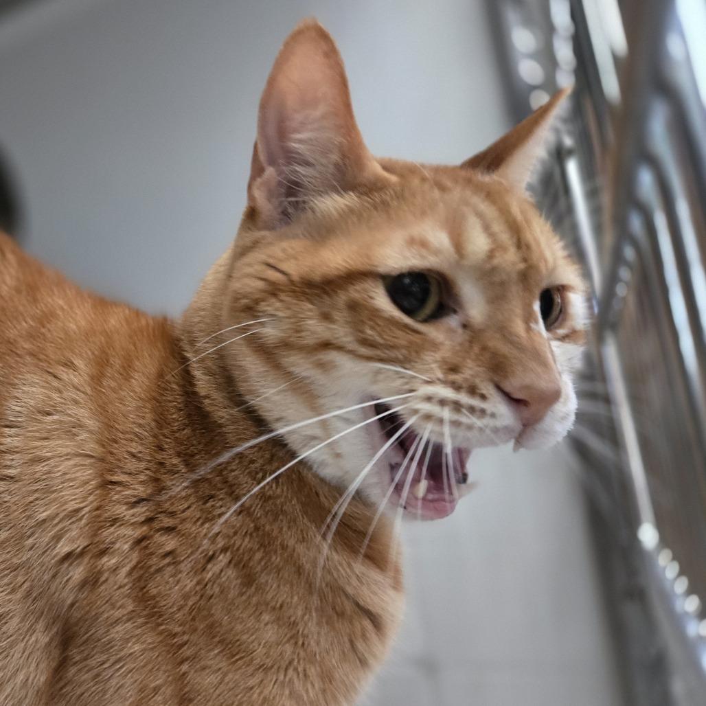 Enlarge Nimbus, a Adoptable Domestic Short Hair in Pittsburgh, PA image 5/5