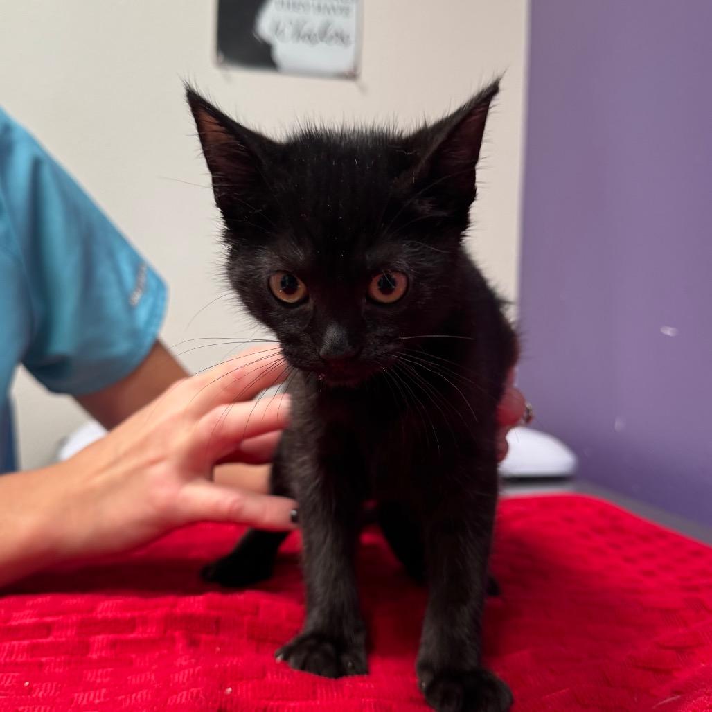 Nora, Adoptable, Kitten Female Domestic Short Hair.