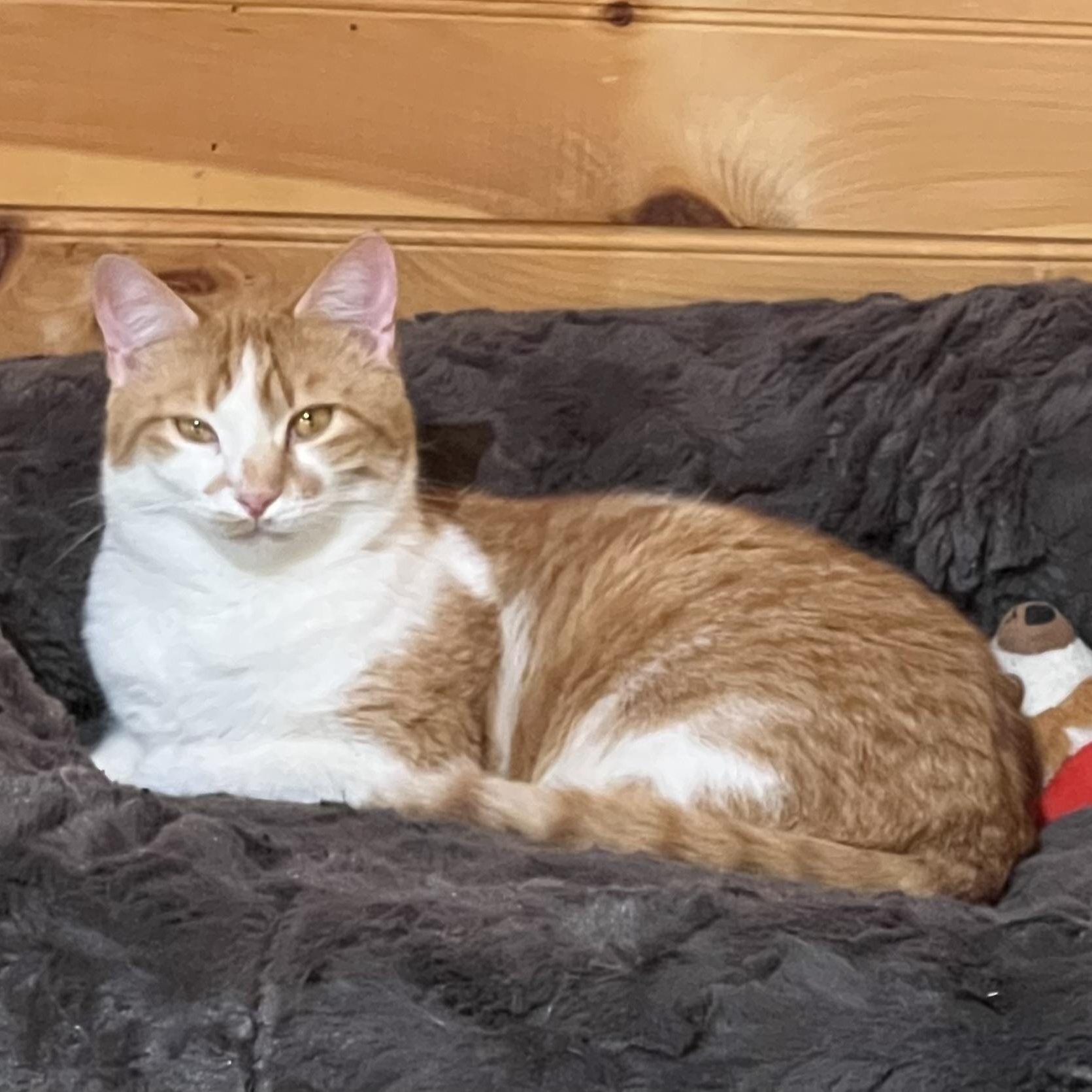 Sunny, a Adoptable mixed breed in Knoxville, GA image 1/3