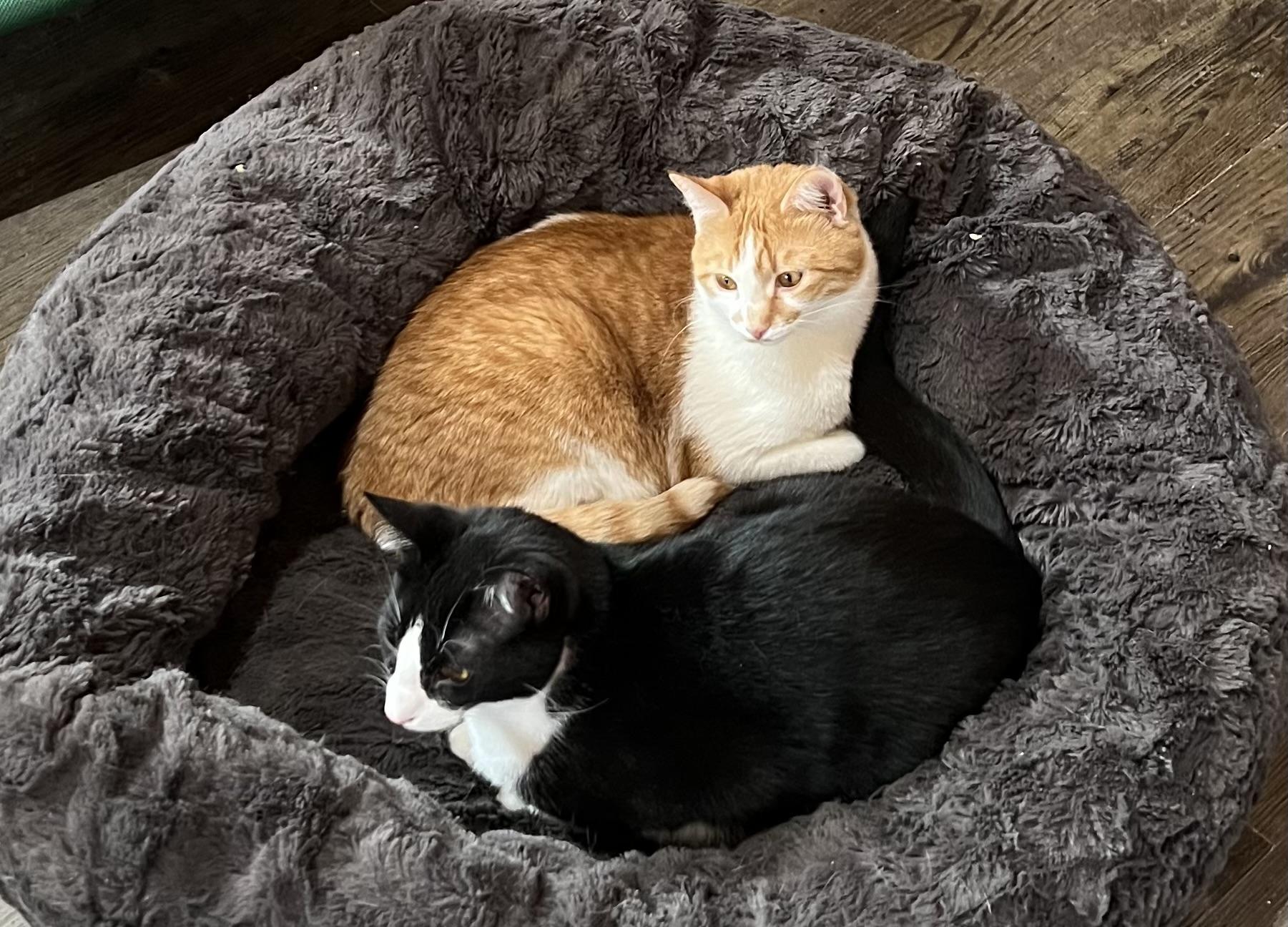 Sunny, a Adoptable mixed breed in Knoxville, GA image 3/3