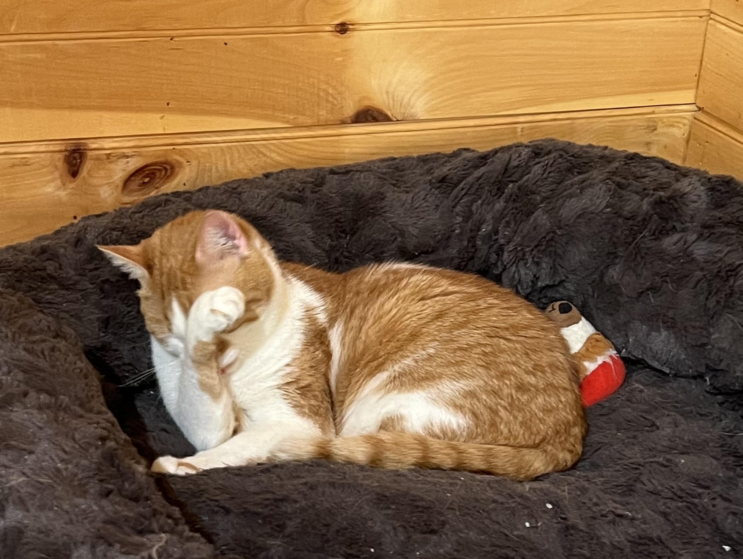 Sunny, a Adoptable mixed breed in Knoxville, GA image 2/3