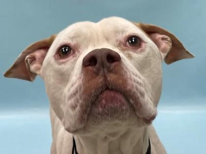 Moose, Adoptable, Adult Male American Bulldog & Mixed Breed.