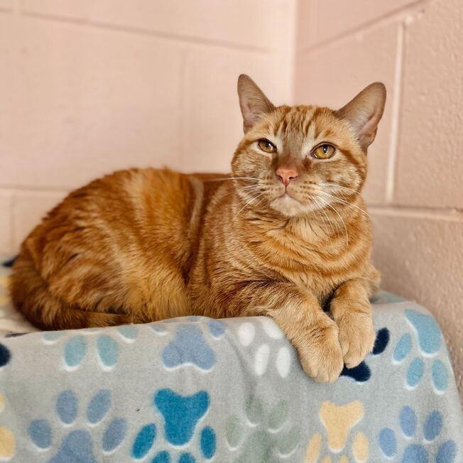 Dutch, Adoptable, Adult Male Domestic Short Hair.