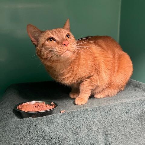 Enlarge Dutch, a Adoptable mixed breed in Owosso, MI image 2/2