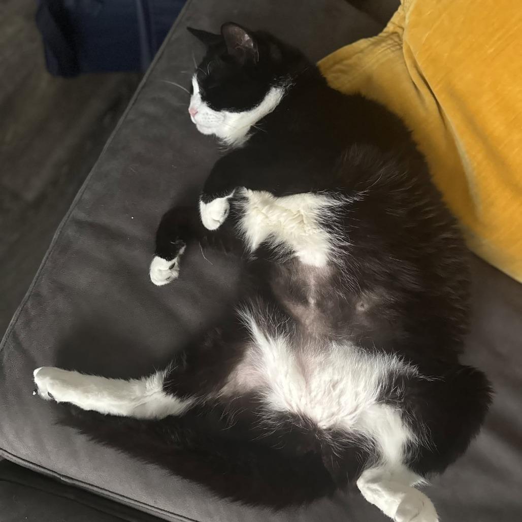 Margie, a Adoptable Domestic Short Hair in Gainesville, FL image 2/4
